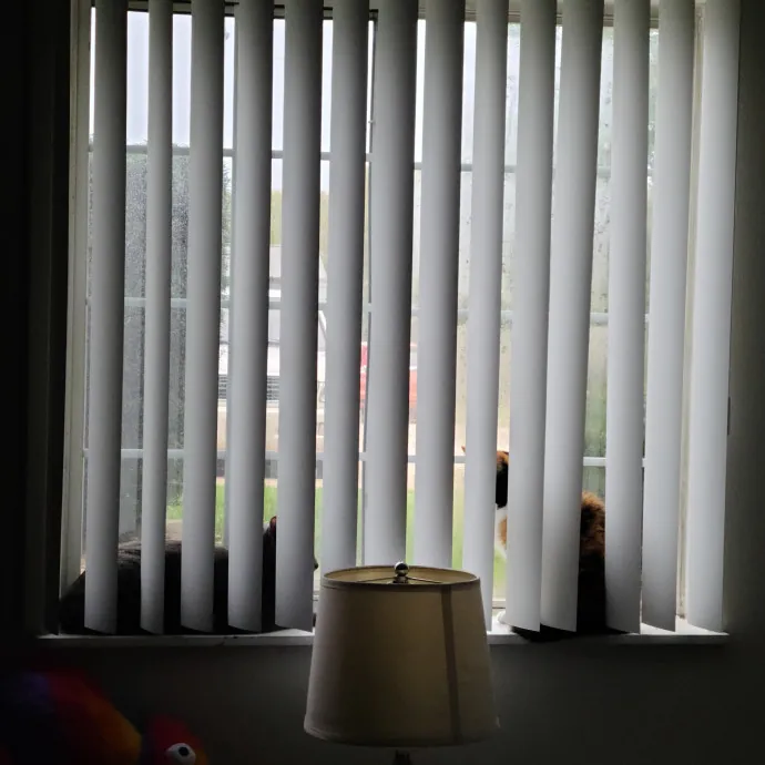 Purrrfections-Cat Sitting