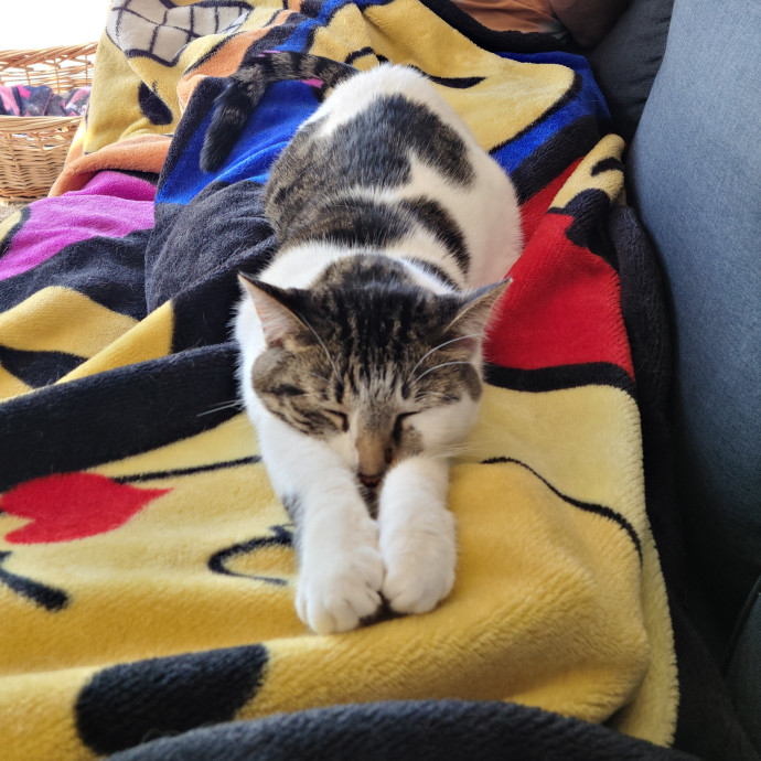 Purrrfections-Cat Sitting