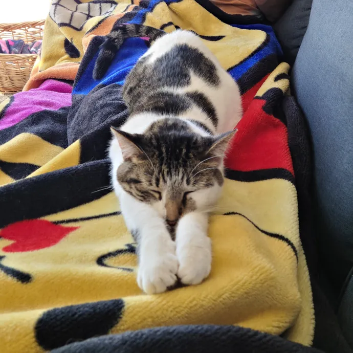 Purrrfections-Cat Sitting