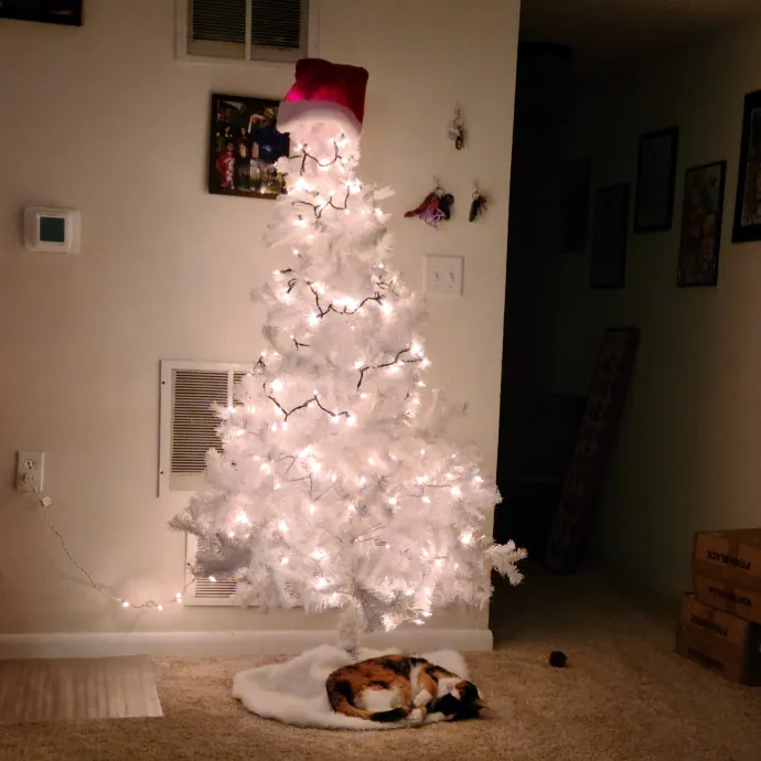 Purrrfections-Cat Sitting