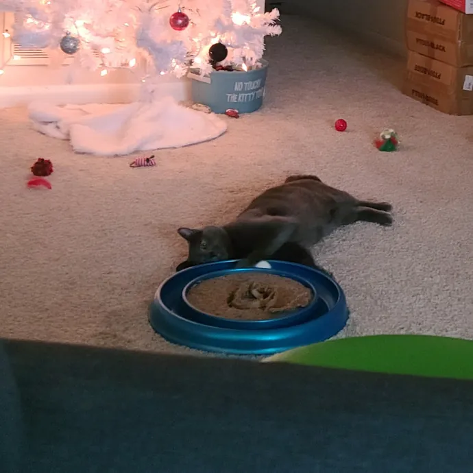 Purrrfections-Cat Sitting photo 4