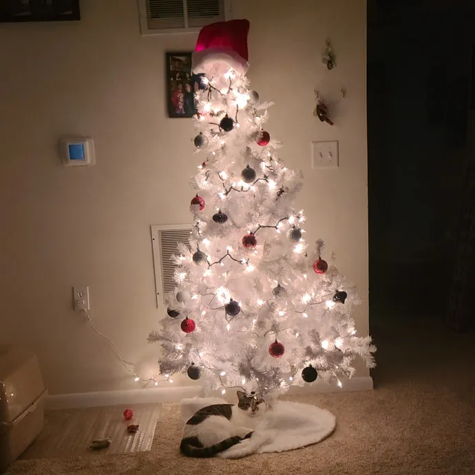 Purrrfections-Cat Sitting photo 3