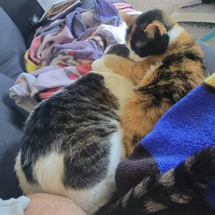 Purrrfections-Cat Sitting photo 2