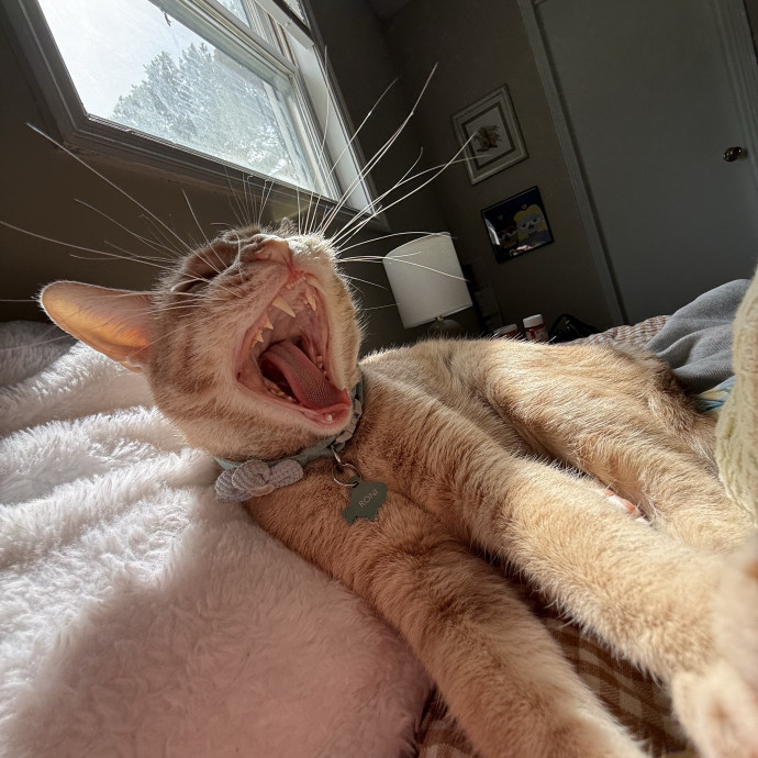 Vet Student Cat Sitter photo 2