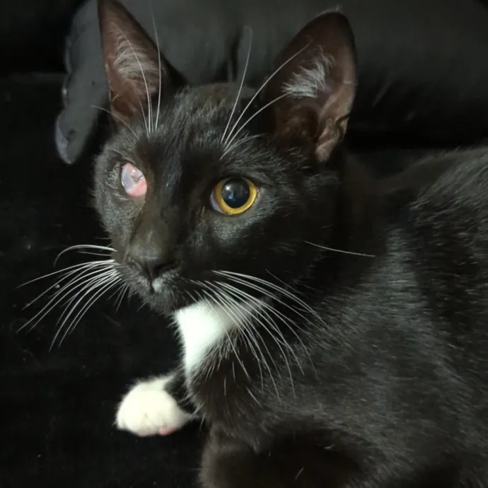 Port Jervis Cat Care To The Rescue