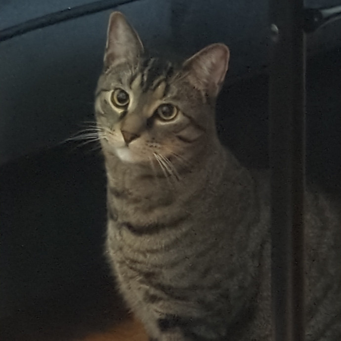 Hannah's Cat Sitting