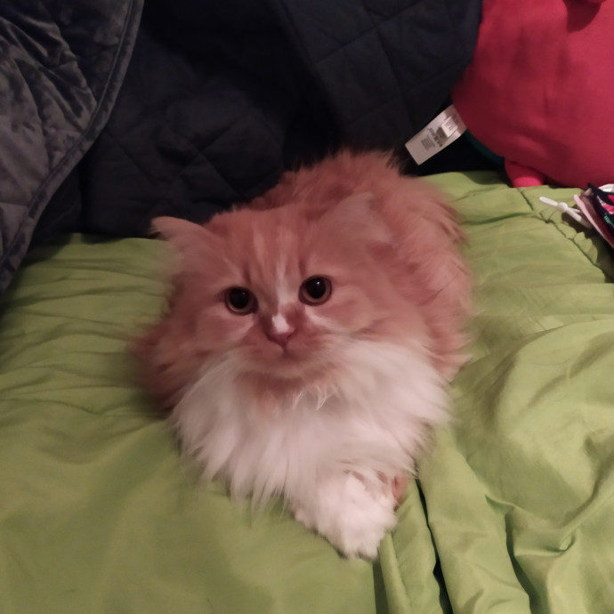 Hannah's Cat Sitting photo 3