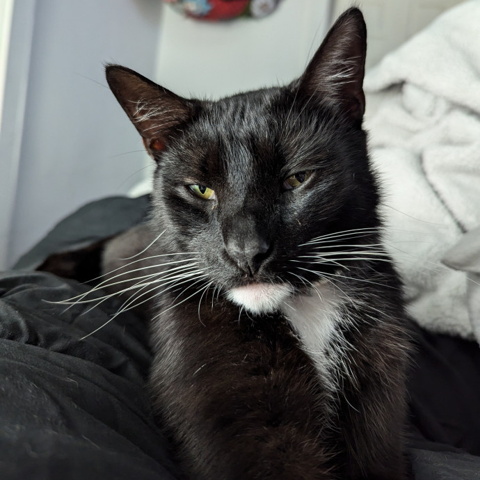 Hannah's Cat Sitting photo 2