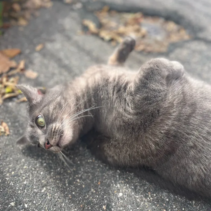 The Big-Softie Punk Cat Guy