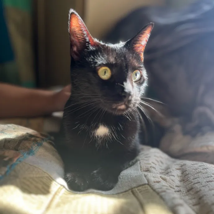 The Big-Softie Punk Cat Guy