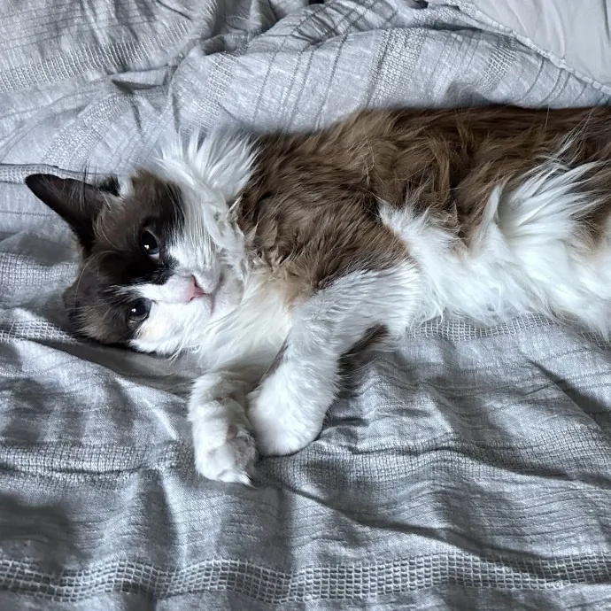 Sweet Paws With Love