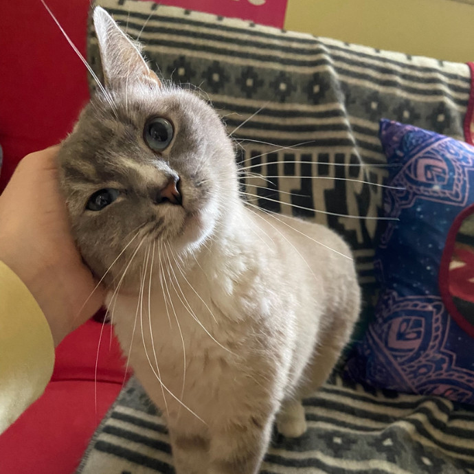 Calm Experienced Cat Care- Med Friendly