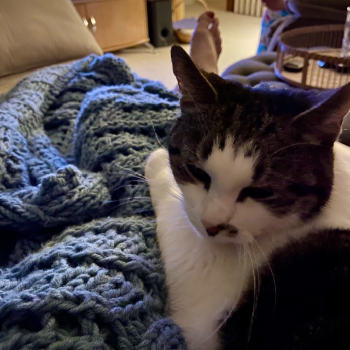 Calm Experienced Cat Care- Med Friendly photo 3