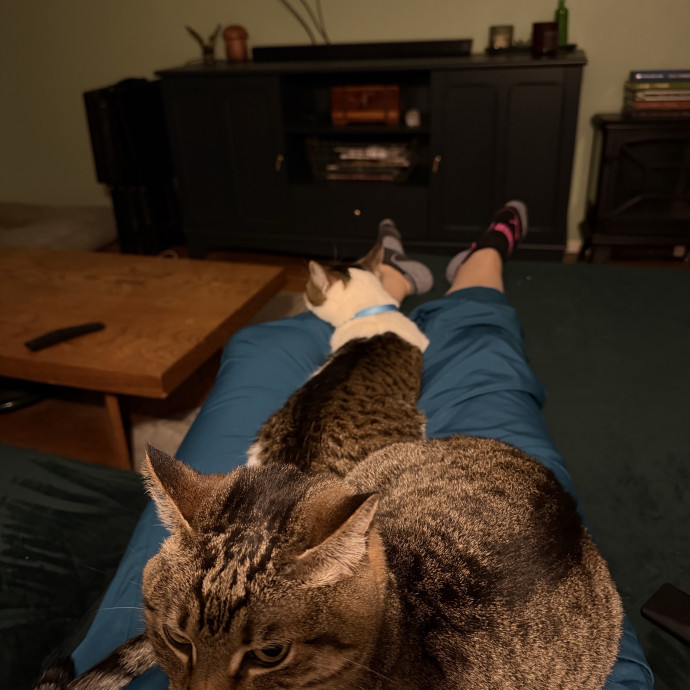 Expert Care For Your Furry Friends