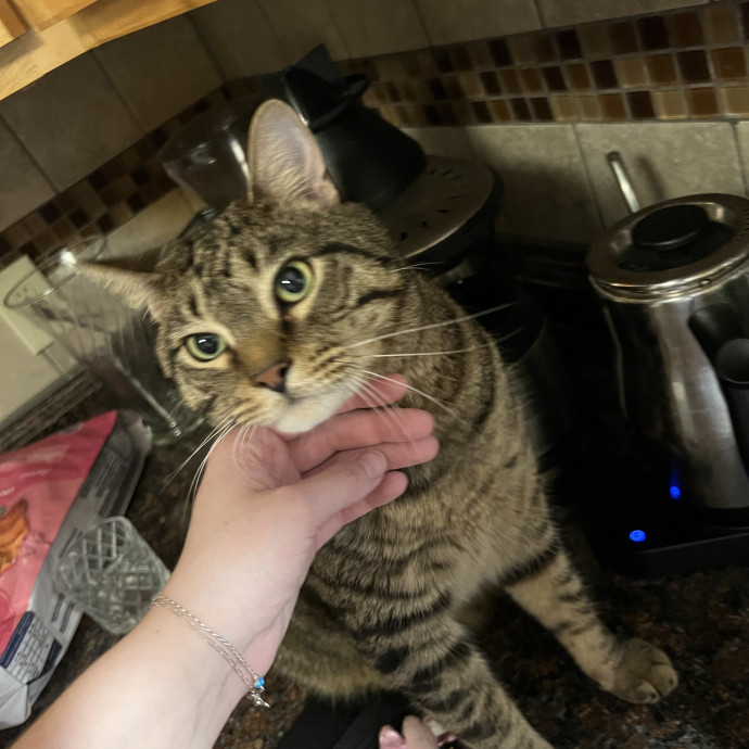 Expert Care For Your Furry Friends