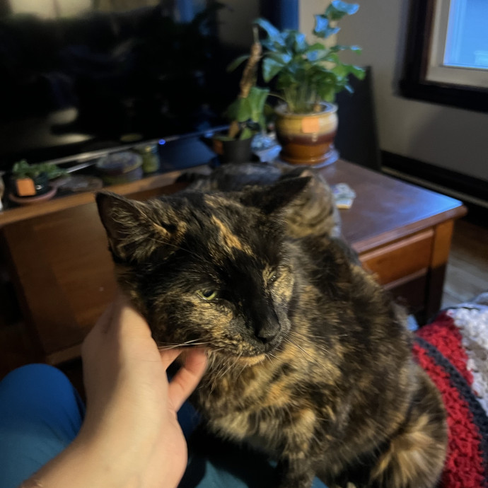 Expert Care For Your Furry Friends
