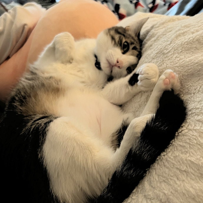 Expert Care For Your Furry Friends