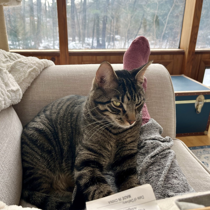 Caring And Experienced Cat Sitter