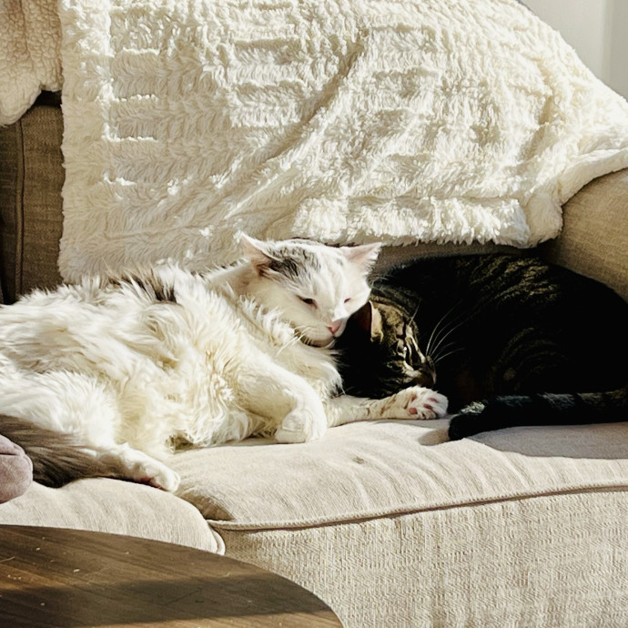 Caring And Experienced Cat Sitter photo 3