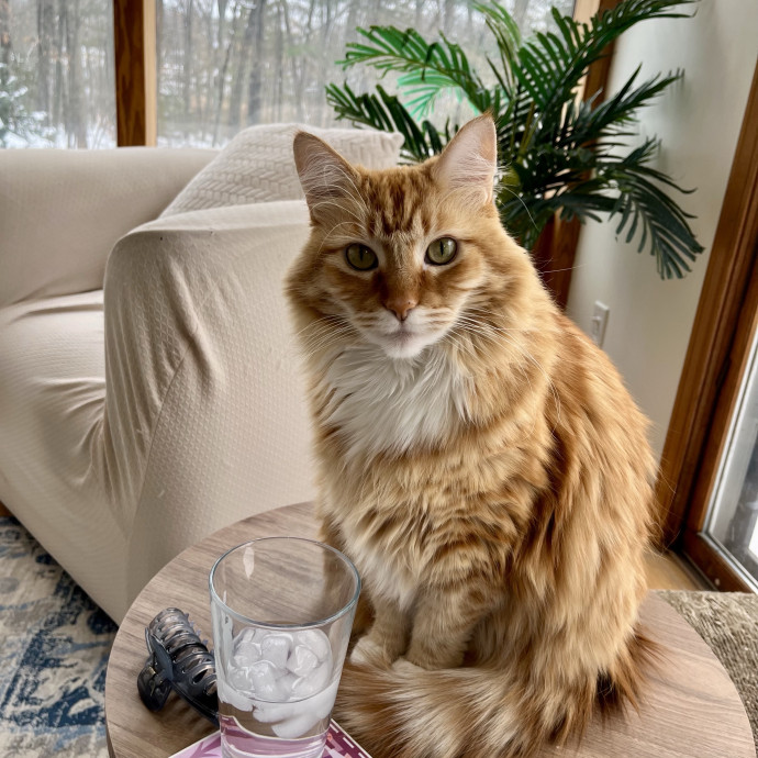 Caring And Experienced Cat Sitter photo 2