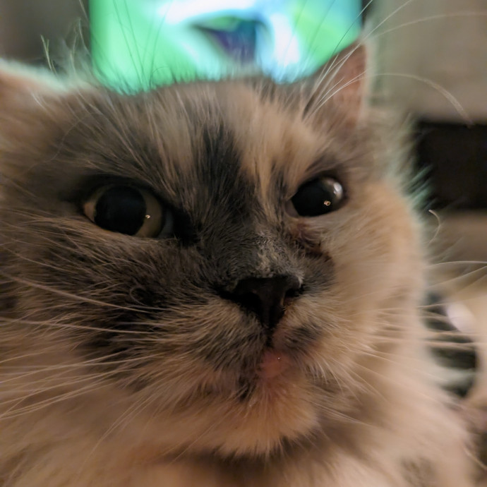 Rafaela's Cat Sitting photo 2