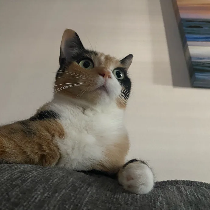 Experienced Cat Sitter And Owner