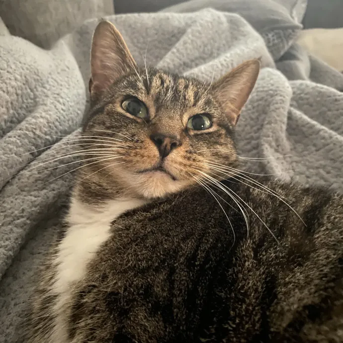 Experienced Cat Sitter And Owner