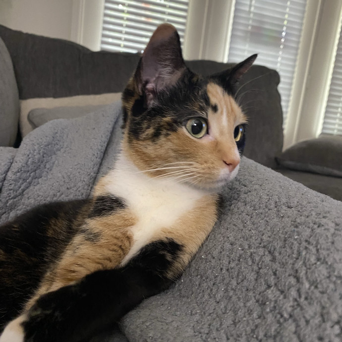 Experienced Cat Sitter And Owner