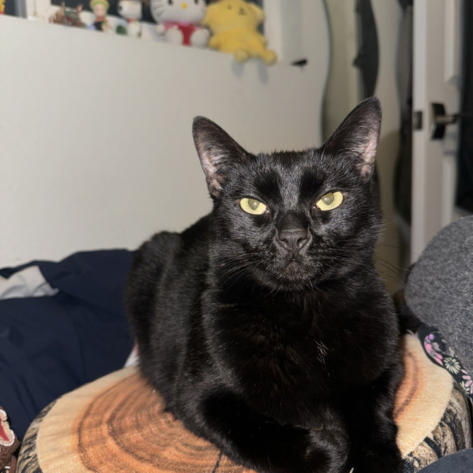 Cat Logic Decoder  Self-Taught At Best