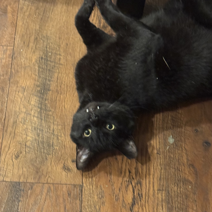 Cat Logic Decoder  Self-Taught At Best