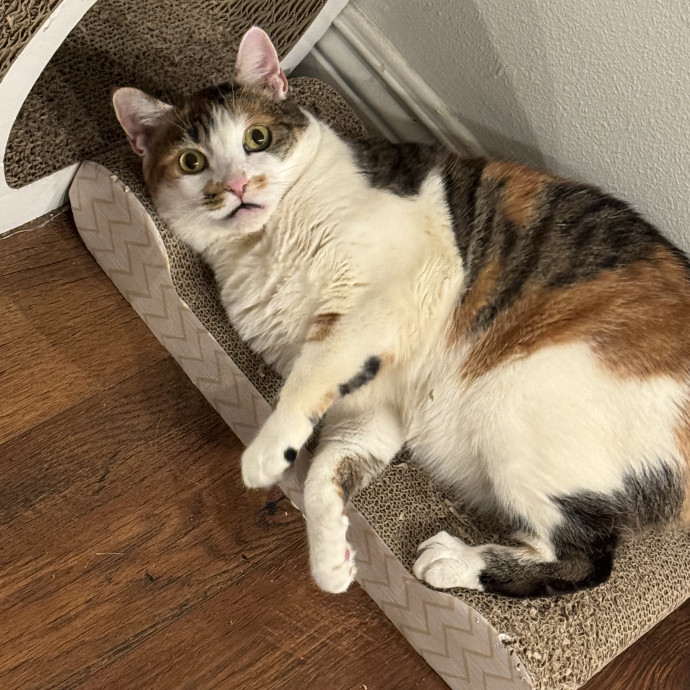 Cat Logic Decoder  Self-Taught At Best