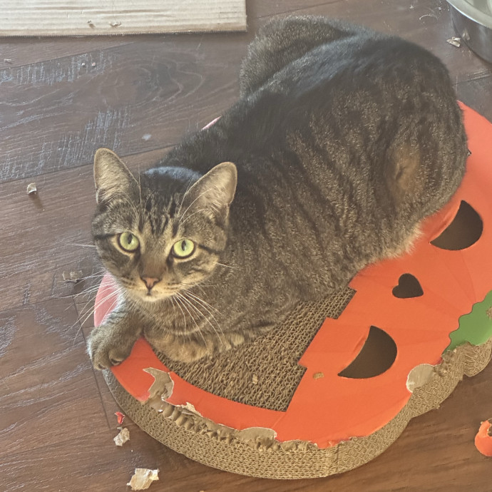 Cat Logic Decoder  Self-Taught At Best photo 3