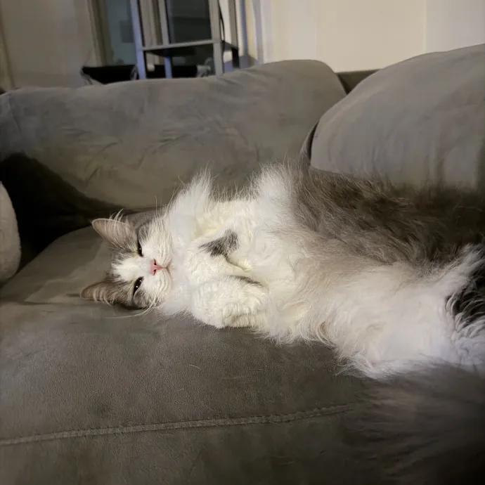 Suzi K.