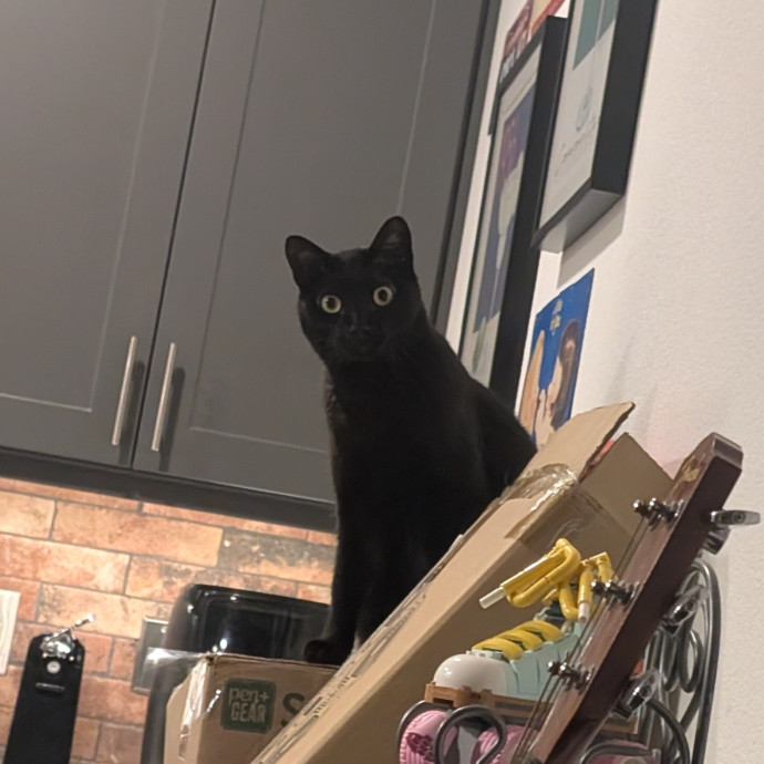 Purr-Fect Cat Bestie