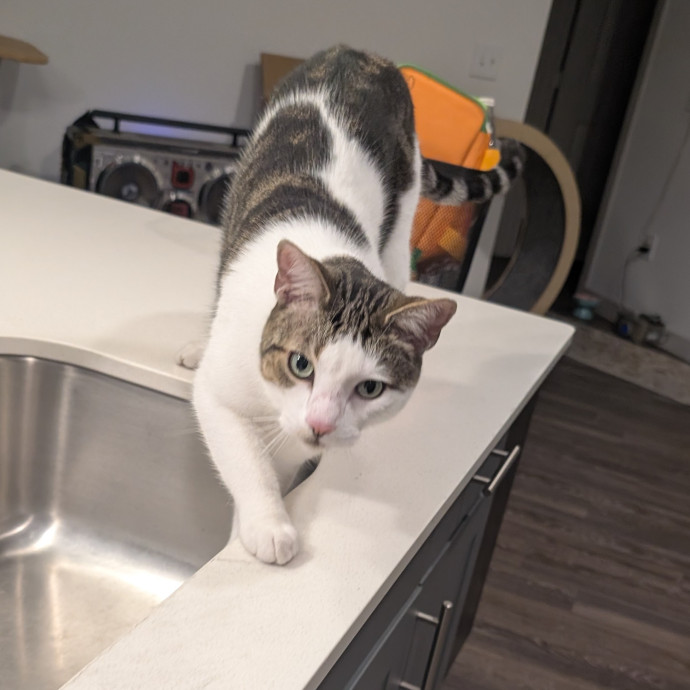Purr-Fect Cat Bestie