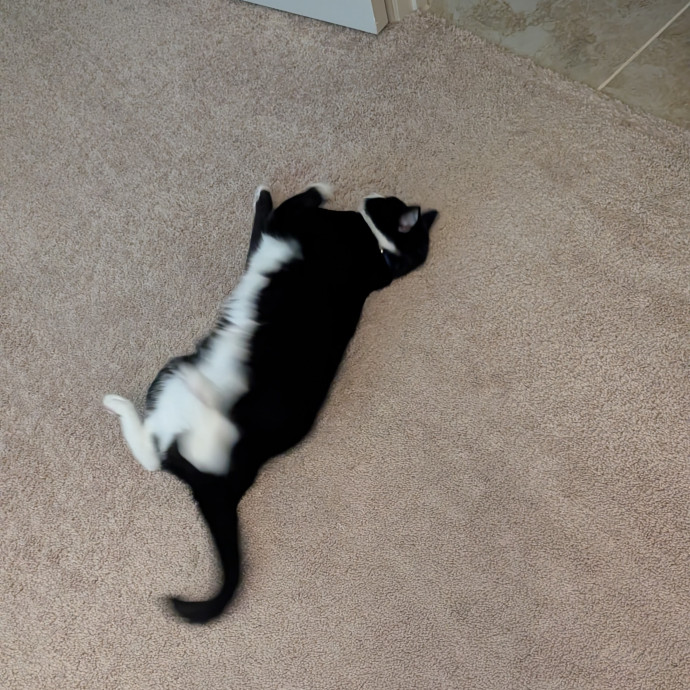Purr-Fect Cat Bestie