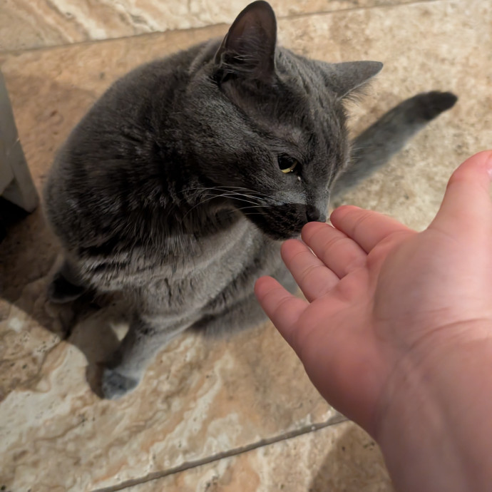 Purr-Fect Cat Bestie