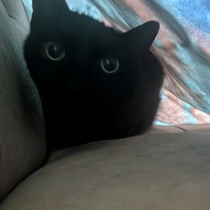 Purr-Fect Cat Bestie
