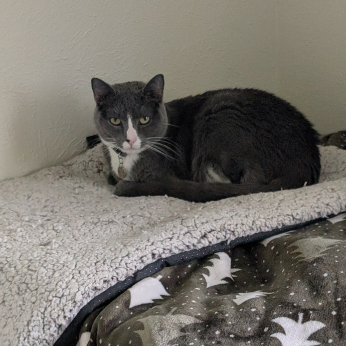 Purr-Fect Cat Bestie photo 3