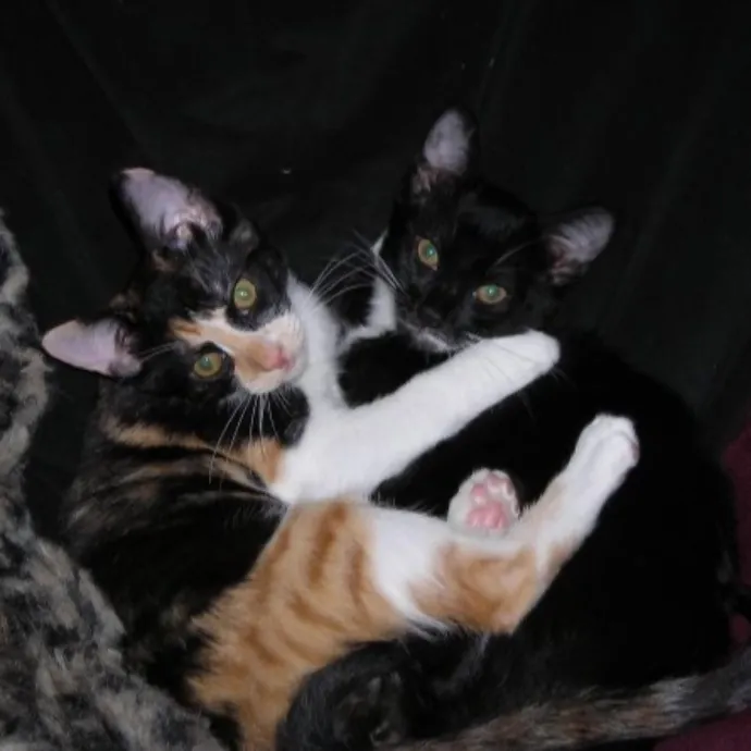 Robin's Cat-Abulous Care