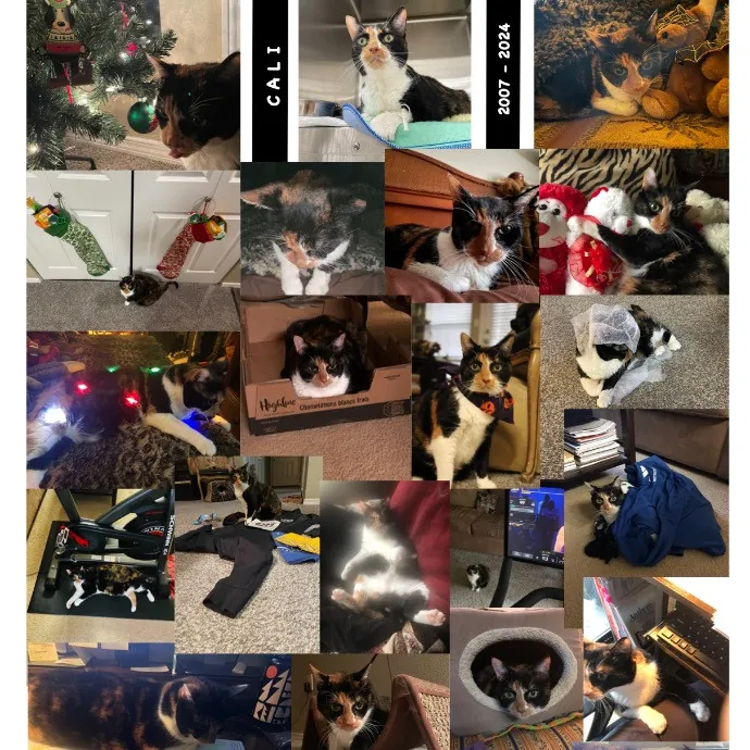 Robin's Cat-Abulous Care