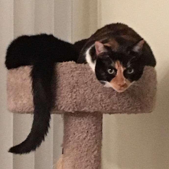 Robin's Cat-Abulous Care
