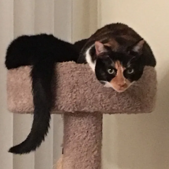 Robin's Cat-Abulous Care