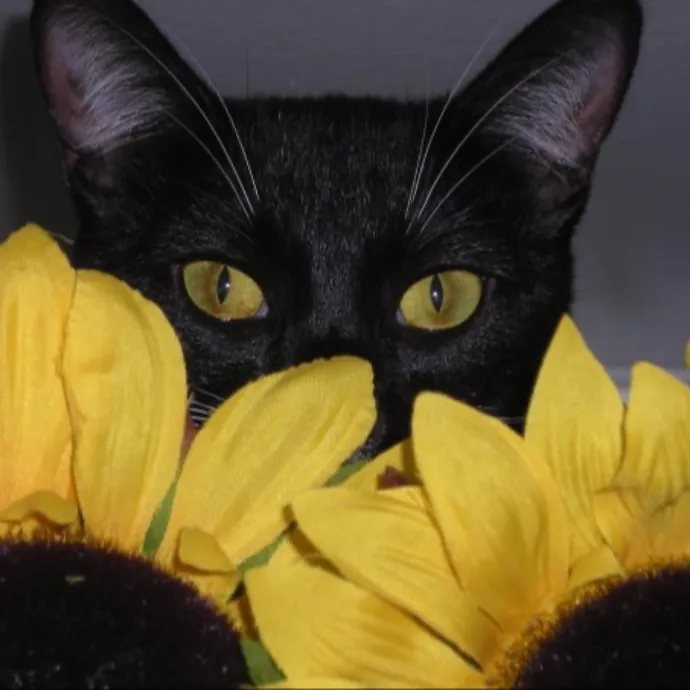 Robin's Cat-Abulous Care