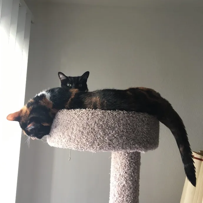 Robin's Cat-Abulous Care