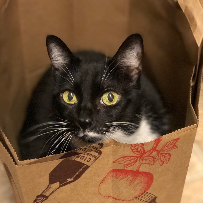 Robin's Cat-Abulous Care