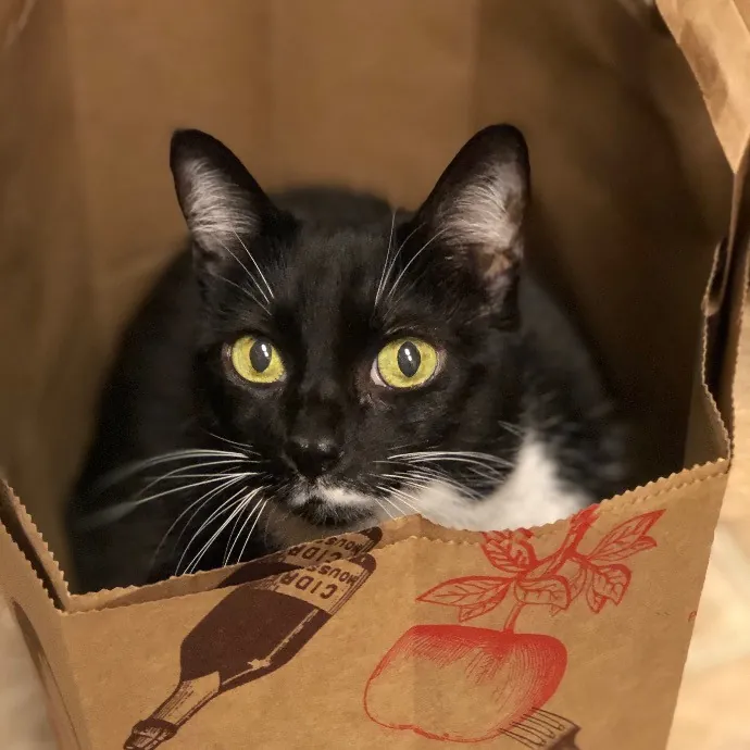 Robin's Cat-Abulous Care