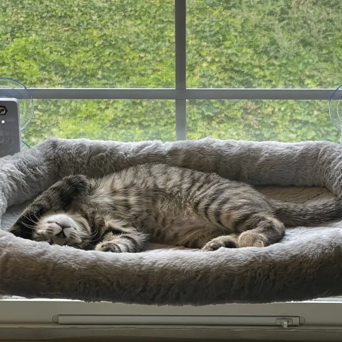 Robin's Cat-Abulous Care