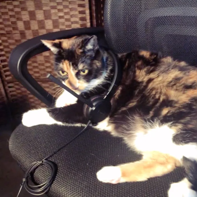 Robin's Cat-Abulous Care