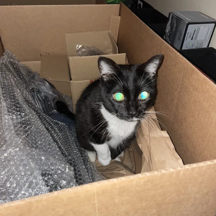 Robin's Cat-Abulous Care